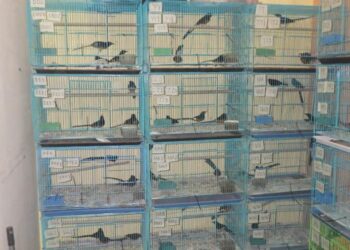 RATUSAN burung Murai Batu dipercayai akan diseludup ke negara jiran.