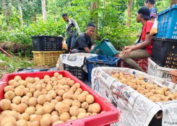 MOHAMAD Firdaus Asing (tengah) bersama Suhami (kanan) dan Khaidin (belakang) mengisi buah duku Terengganu ke dalam bakul di Kampung Ulu Sungai di Raub, Pahang. – UTUSAN/HARIS FADILAH AHMAD