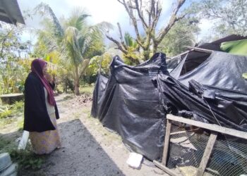 ROHANA Mohamad melihat reban ayamnya yang rosak dipercayai diceroboh seekor beruang di Kampung Padang Saujana, Setiu, Terengganu. -  UTUSAN / WAN ZURATIKAH IFFAH WAN ZULKIFLI