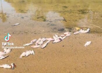 TANGKAP layar yang menunjukkan sejumlah ikan mati di Sungai Kinta Surau Al-Ittihad, Kampung Temiang, Ipoh Ahad lalu.