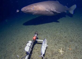 SEEKOR ikan jerung ditemukan di dasar laut berhampiran Semenanjung Antartika. - Foto nkfish/UWA/Kelpie Geoscience