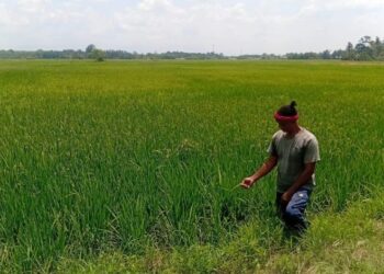 ARIFF Muhammad Isa menunjukkan pokok padi yang kurang menjadi pada musim kali ini ekoran cuaca panas melampau di Sidam Kiri, Sungai Petani, Kedah.