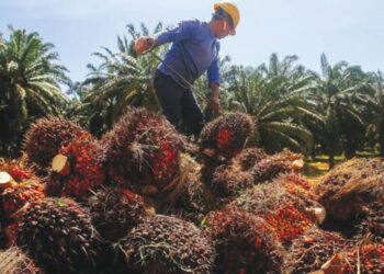 TA Securities mengekalkan penarafan ‘neutral’ terhadap sektor perladangan dengan andaian harga purata MSM hanya cecah RM4,000 setan bagi sepanjang 2026.