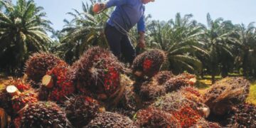 TA Securities mengekalkan penarafan ‘neutral’ terhadap sektor perladangan dengan andaian harga purata MSM hanya cecah RM4,000 setan bagi sepanjang 2026.