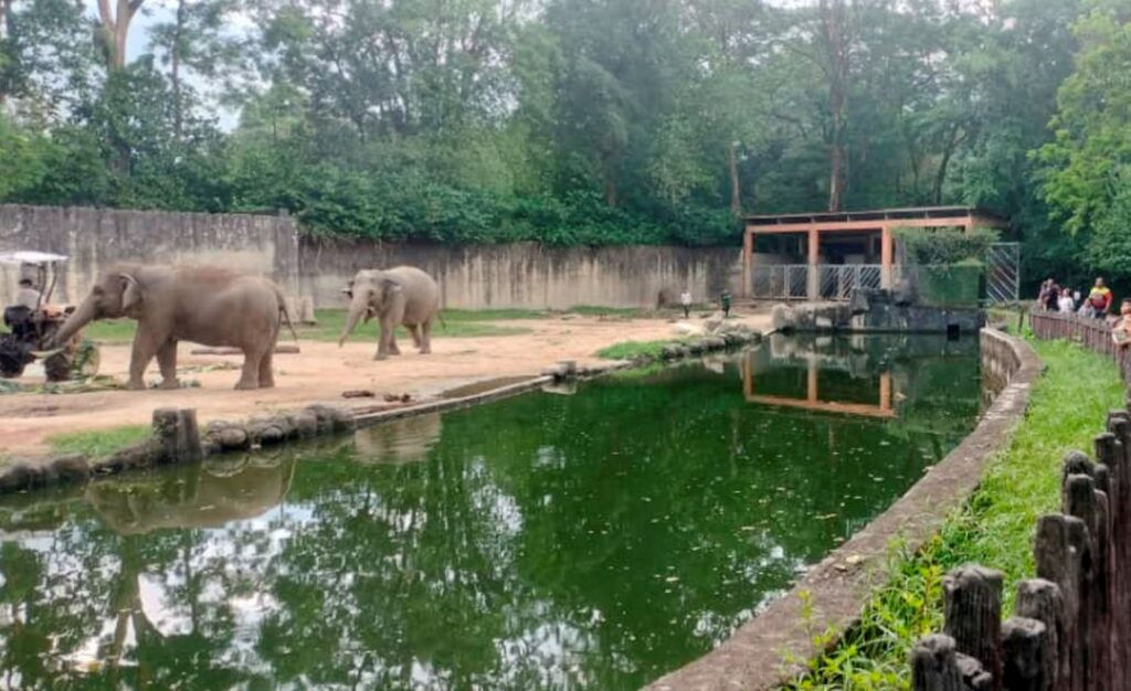 Haiwan zoo boleh alami tekanan haba