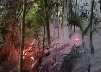 KEADAAN kawasan hutan berhampiran Surin Residence, Solok Tanjung Bungah di Tanjung Bungah, Pulau Pinang yang terbakar sejak petang semalam sebelum berjaya dipadamkan sepenuhnya pada pukul 12.20 tengah malam tadi. - IHSAN JBPM PULAU PINANG