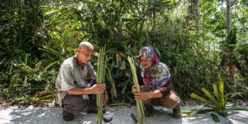 HASNAH Ishak dan suaminya menunjukkan daun palas yang diperoleh di kebun berhampiran rumah untuk dibekalkan kepada peniaga ketupat sempena Syawal di Kampung Lanchuk Tok Leed, Pokok Sena di Alor Setar. – UTUSAN/ SHAHIR NOORDIN