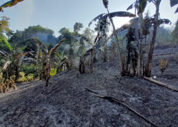 KEADAAN kawasan hutan seluas kira-kira 1.2 hektar yang terbakar di Taman Bukit Gambir, Gelugor, Pulau Pinang sejak petang semalam.-GAMBAR/IHSAN JBPM PULAU PINANG