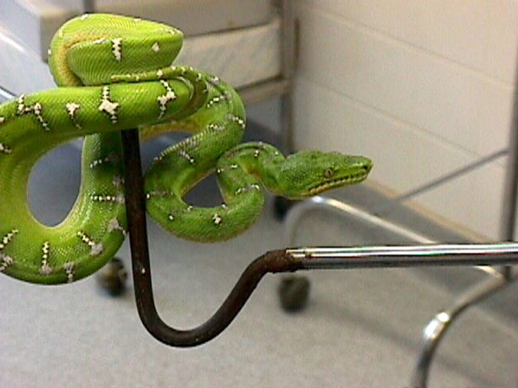 Polis beri amaran reptilia ganas dijadikan ‘senjata’