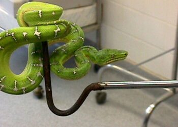 GAMBAR fail seekor ular boa. - AFP