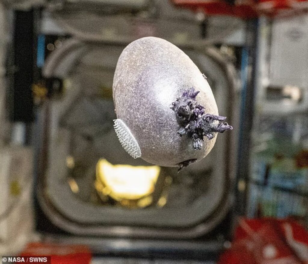 Angkasawan NASA kongsi gambar pelik di ISS