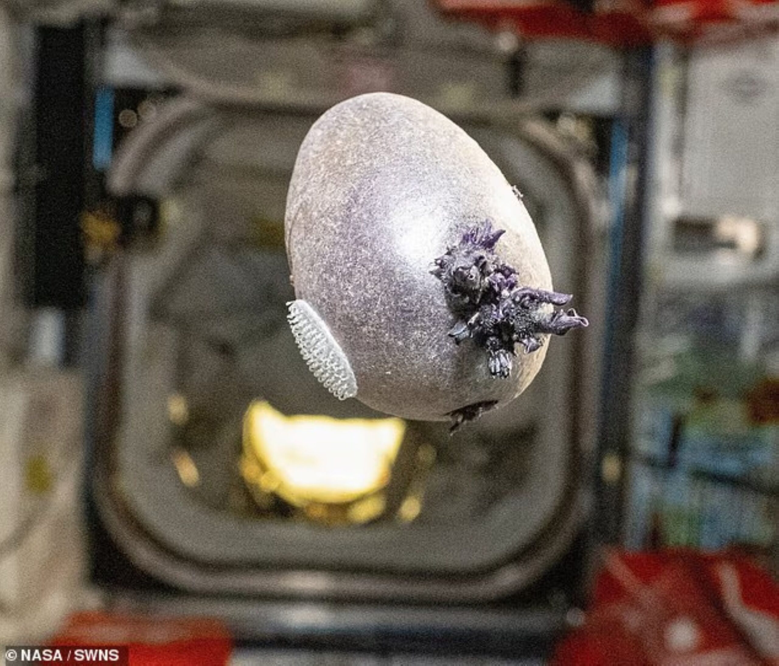 Angkasawan NASA kongsi gambar pelik di ISS Angkasawan NASA kongsi gambar pelik di ISS