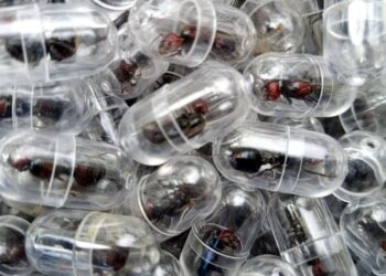 SEORANG warga China cuba menyeludup lebih 2,000 ekor semut dari Kenya. - Foto KWS