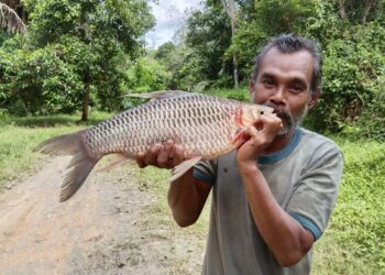 MOHD. Shukri Yusof menunjukkan ikan jelawat seberat empat kilogram yang ditangkapnya di Sungai Jelai di Lipis, Pahang. - UTUSAN/SALEHUDIN MAT RASAD