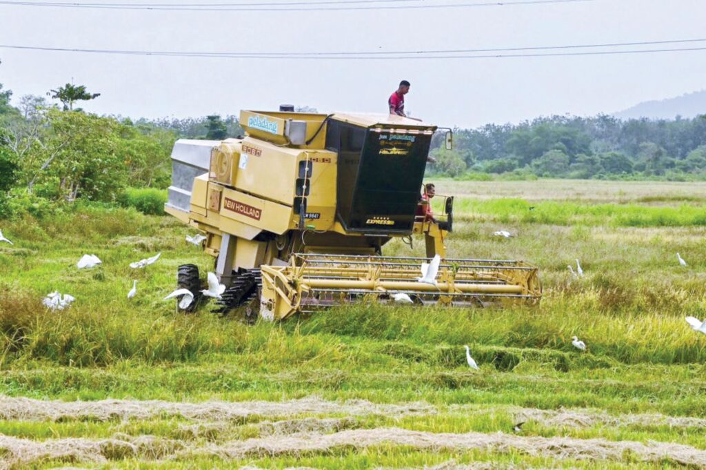 Hasil padi Terengganu turut terjejas teruk akibat kemarau