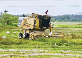 JENTERA melakukan kerja-kerja menuai padi  di Kampung Darat Hilir, Batu Rakit, Kuala Nerus, Terengganu. – UTUSAN/PUQTRA HAIRRY