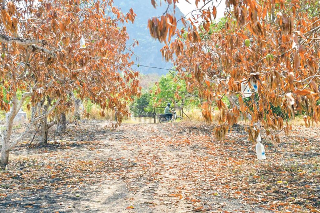 Sektor pertanian Perlis terjejas akibat cuaca panas, kemarau