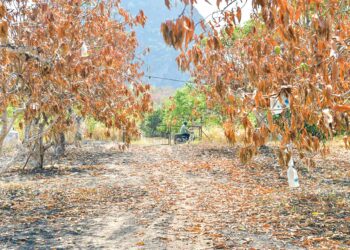 CUACA panas melampau yang mencecah 37 sehingga 40 darjah Celsius menyebabkan kebakaran yang memusnahkan tanaman di sebuah kebun harumanis di Semadong, Chuping, Padang Besar, Perlis semalam. 
– UTUSAN/IZLIZAN OTHMAN