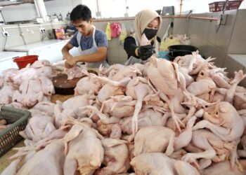 BEKALAN ayam di Sabah dijamin mencukupi menjelang Aidilfitri tidak lama lagi-GAMBAR HIASAN