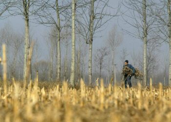 BEKALAN baja untuk tanaman mungkin berkurangan akibat perang Iran. - AFP