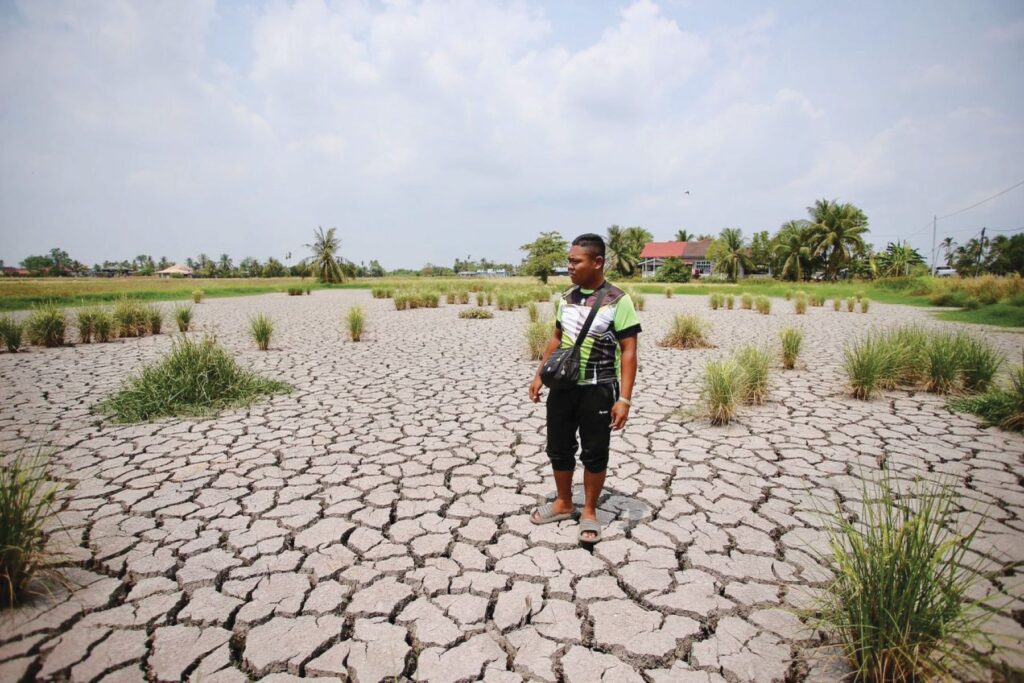 Benih padi tahan kemarau tangani krisis beras negara