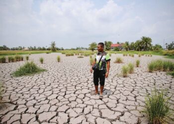 KEBANYAKAN kawasan sawah merekah dan kering-kontang ekoran cuaca panas yang berlarutan di Kampung Alor Redis, Kangar, Perlis semalam. – UTUSAN/IZLIZAN OTHMAN