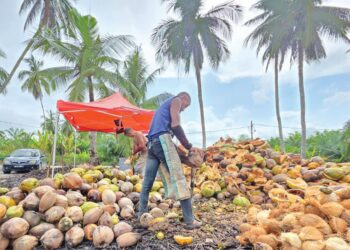 PEKERJA mengupas kelapa sebelum dijual untuk diproses menjadi santan ketika tinjauan di Tebuk Buluh, Simpang tiga di Bagan Datuk, Perak. – UTUSAN/AIN SAFRE BIDIN