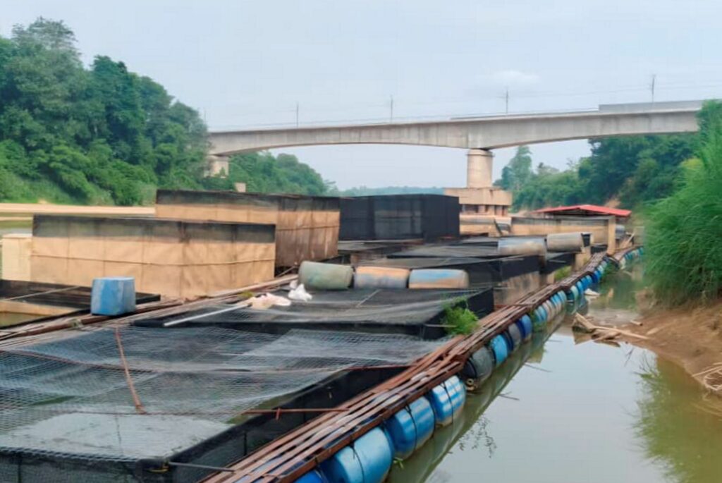 Kemarau ancam ikan sangkar Temerloh