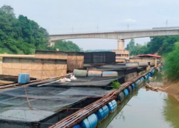 INDUSTRI ikan patin dan talapia sangkar di Temerloh, Pahang berisiko lumpuh berikutan paras air Sungai Pahang semakin cetek akibat cuaca melampau tanpa hujan hampir sebulan.