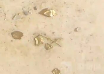 BUTIRAN  emas ditemukan di dalam perut seekor itik. - SCMP