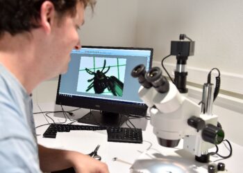 SEORANG penyelidik mengkaji penyakit bawaan kutu. - AFP