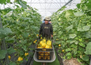 HALIM Ismail menuai buah melon yang diusahakannya di Taman Kekal Pengeluaran Makanan (TKPM) Peradong, Manir, Kuala Terengganu. – MINGGUAN/PUQTRA HAIRRY