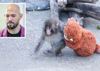 PUNCH ditawarkan untuk dibeli hampir RM1 juta oleh dua beradik. - Foto AFP