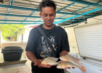 ABDUL Azhar Abdul Aziz menunjukkan ikan bongkok yang diproses dijadikan pekasam di Santuari Air Tawar Timah Tasoh, Padang Besar, Perlis semalam.- UTUSAN/ASYRAF MUHAMMAD