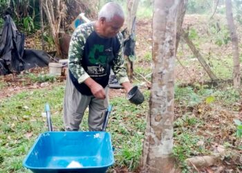 MUTAZAR Harun mengutip getah beku untuk dijual di Kampung Sungai Putat di Jerantut, Pahang.