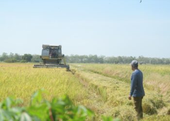 KENAIKAN harga diesel sebanyak 80 sen bakal memberi kesan cukup besar kepada sektor pertanian khususnya pesawah yang dijangka berdepan peningkatan kos operasi terutama upah jentera sehingga 30 peratus.-UTUSAN/IZLIZAN OTHMAN