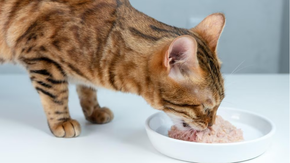 ‘Wet food’ bantu hidrat haiwan peliharaan