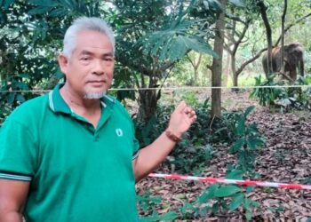 MOHD. Noor Majid menunjukkan gajah yang ditangkap Jabatan Perlindungan Hidupan Liar dan Taman Negara (Perhilitan) Terengganu berdekatan rumahnya di Kampung Tasik Pasir Akar, Besut, Terengganu. - UTUSAN/WAN ZURATIKAH IFFAH WAN ZULKIFLI