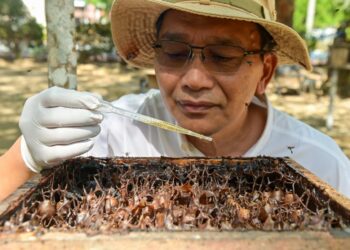 SHAMSUL Bahri Abd. Razak melakukan proses menyedut madu kelulut. – MINGGUAN/PUQTRA HAIRRY