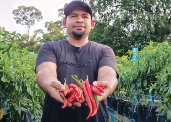 IDWAN Afendi Mohd. Hashim menunjukkan tanaman cili yang diusahakannya di Kampung Gunung Panjang di Gopeng.  