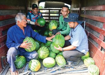 AHMAD Rafiee Musa (kanan) memegang tembikai dituai petani untuk dibekalkan kepada penjual Taman Kekal Pengeluaran Makanan Serating, Marang, Terengganu. – UTUSAN/PUQTRA HAIRRY