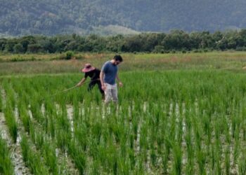 Seorang pelawat dari Sepanyol menghayati tanaman padi di Kampung Ewa sementara pesawah melandak iaitu proses rumput dItonyoh dan dibenamkan ke dalam sawah untuk jadi baja hijau.