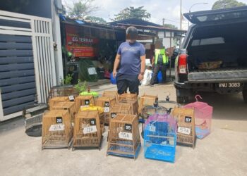 ANGGOTA PPM Wilayah Tiga Pengkalan Kubor menunjukkan burung murai batu yang dirampas dalam serbuan di Kampung Pasir Pekan Tengah, Tumpat, Kelantan.-IHSAN PPM