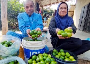 HUSSIN Awang Ngah (kiri) dan Halizah Abdul Latif menunjukkan limau nipis yang dituai di kebun mereka di Kampung Keruak, Besut, Terengganu. – UTUSAN / WAN ZURATIKAH IFFAH WAN ZULKIFLI