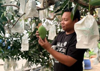 MOHAMAD Harith Rosli meninjau mempelam harumanis yang 
dijangka mula dituai pertengangan bulan ini di Arau, Perlis semalam. 
– UTUSAN/MOHD. HAFIZ ABD. MUTALIB