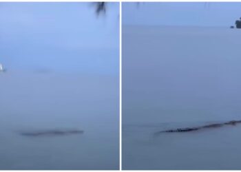 Perhilitan siasat kemunculan buaya tembaga di PD Waterfront