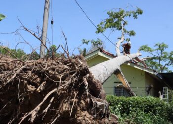 SEORANG anggota bomba memotong pokok petai berketinggian hampir 30 meter yang menghempap sebuah rumah penduduk dalam kejadian ribut yang berlaku di Kampung Tasek, Tasek Gelugor, Pulau Pinang, petang semalam.-UTUSAN/DANIAL SAAD