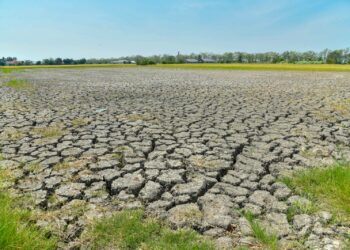 BEBERAPA kawasan sawah yang terjejas ekoran kekurangan bekalan air hingga menjejaskan hasil padi di kawasan-kawasan yang jauh dari punca air di Kampung Alor Redis, Arau, Perlis. – UTUSAN/IZLIZAN OTHMAN