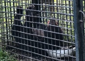 BERUANG yang masuk perangkap dipasang oJabatan Perlindungan Hidupan Liar dan Taman Negara (Perhilitan) Terengganu di Kampung Merbau Menyusut di Setiu, Terengganu.