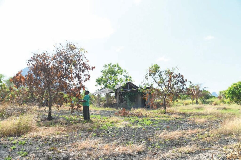 30 peratus kawasan tanaman harumanis terbiar